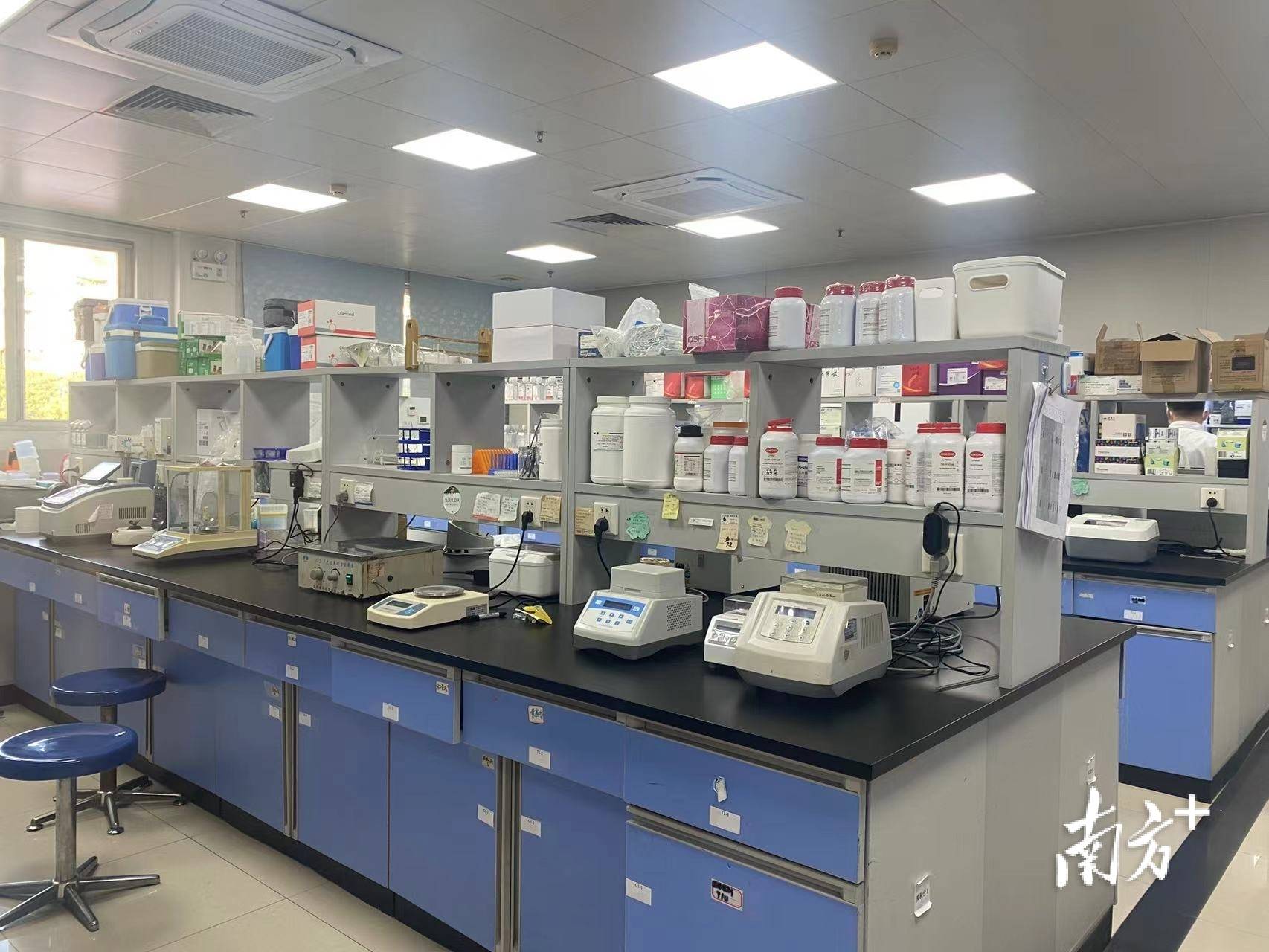 济“铁三角”撬动万亿市场麻将胡了游戏大湾区宠物经(图1)